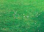 Grass very like that outside my 
office. Science happens nearby. 
