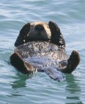 My ocean is a a trash can!!! Sad sea otter asks you to clean up the seas