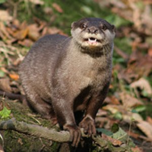Asian Snall-Clawed Otter