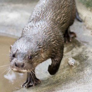 Dara the Hairy-Nosed Otter