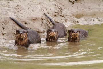 Three Asian Small-Clawed Otters in the water next to a mudbank
