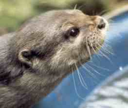 The head of an Asian Small-Clawed Otter.  Beenie
the Otter, photograph copyright D. Neville