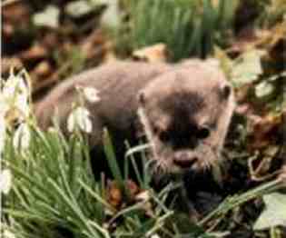 12 week old otter cub.  Photograph of Bertie copyright D. Neville