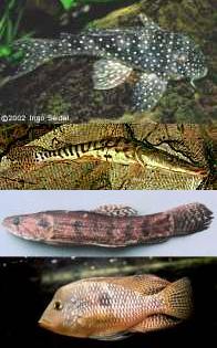 (top to bottom) Loricariidae,
Pimelodidae, Hoplias malabaricus and 
Geophagus brasiliensis