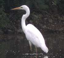 Great Egret in Costa Rica