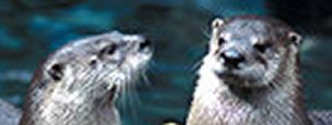 Close up of two Neotropical Otters