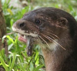 are otters canines