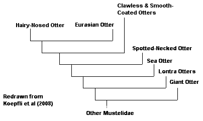 Cladistics of Lutra sumatrana showing its close relationship to Lutra lutra