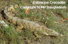 The Estuarine or Salt-Water Crocodile, Crocodilus porosus