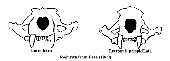 Comparison between skull of Lutra lutra 
and Lutrogale perspicillata.  
Redrawn from Bree(1968a)