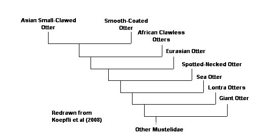 Cladistics of Lutrogale perspicillata (redrawn from Koepfli et al, 2008)