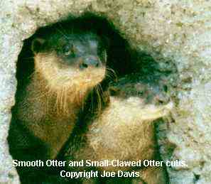 Smooth Otter (L) and Small-Clawed (R) Otter Cubs.
Copyright and by permission of J.A. Davis