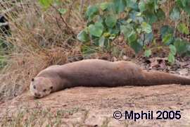 Smooth-Coated Otter lying on bare patch of ground