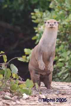 Smooth-Coated Otter standing up