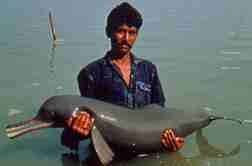 The Ganges River Dolphin, Platanista gangetica