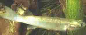 The False Four-Eyed Fish, Rhinomugil corsula,
a shoaling fish much eaten by Smooth Otters