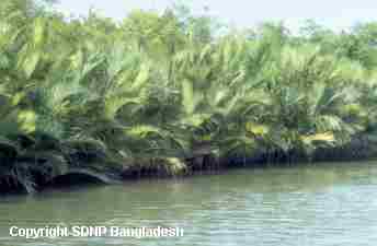 Swamp Forest of the Sundarbans of Bangladesh