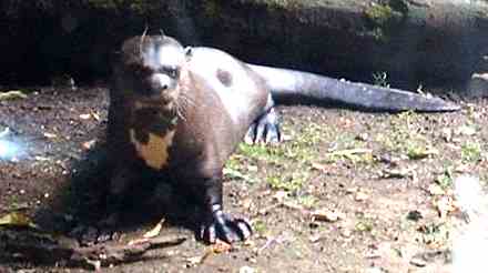 Anja, the Giant Otter